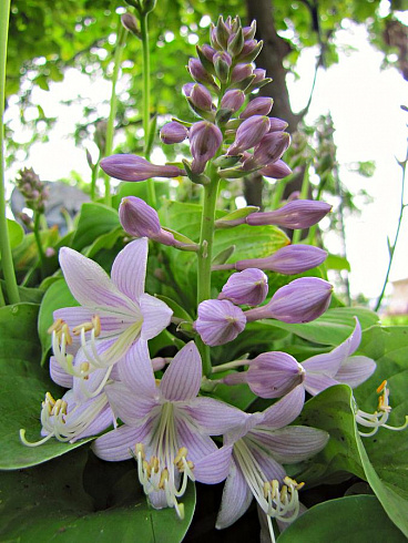 hosta-purple-flowers-no-2-jessica-tolemy