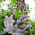 hosta-purple-flowers-no-2-jessica-tolemy