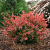 Барбарис Тунберга 'Корал' (Berberis thunbergii 'Coral')