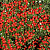 Кизильник даммера 'Корал Бьюти' (Cotoneaster dammeri 'Coral beauty')