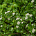 aroniya-chernoplodnaya-ryabina-chernoplodnaya-aronia-melanocarpa-chast-krony.jpg