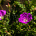 geran-krovavo-krasnaya-maks-fraj-geranium-sanguineum-max-frei-list.jpg