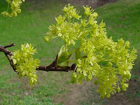 acer-platanoides-summershade-cvety