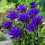 Колокольчик скученный (Campanula glomerata)