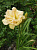 Лилейник 'Икебана Стар' (Hemerocallis 'Ikebana Star')