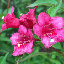 Вейгела 'Бристоль Руби' (Weigela 'Bristol Ruby')