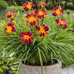 Лилейник ЭвериДейлили 'Ред Рибз' (Hemerocallis EveryDaylily 'Red Rib')