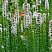 Лиатрис колосковый 'Alba' (Liatris spicata 'Alba')
