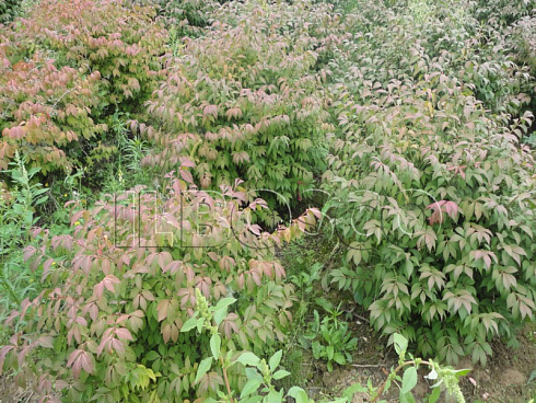 beresklet-krylatyj-kompaktus-euonymus-alatus-compactus-sazhency.jpg
