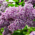 siren-obyknovennaya-sensaciya-syringa-vulgaris-sensation-cvetki-krupnye