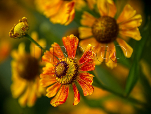 gelenium-osennij-otehm-faer-helenium-autumnale-autumn-fire-socvetie.jpg