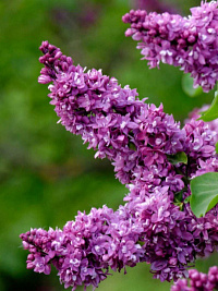 Сирень обыкновенная 'Огни Донбасса' (Syringa vulgaris 'Огни Донбасса')