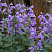 kotovnik-blyu-dragon-nepeta-blue-dragon-otlichnyj-medonos