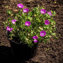 Герань кровавокрасная 'Макс Фрай' (Geranium sanguineum 'Max Frei')