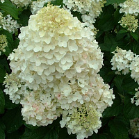 Гортензия метельчатая 'Сильвер доллар' (Hydrangea paniculata 'Silver Dollar')