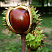 kashtan-konskij-aesculus-hippocastanum-plod