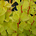 barbaris-tunberga-mariya-berberis-thunbergii-maria-chast-pobega.jpg