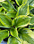 Хоста 'Грин Патриот' (Hosta 'Green Patriot')