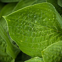 Хоста Форчуна 'Гиацинтина' (Hosta fortunei 'Hyacinthia')