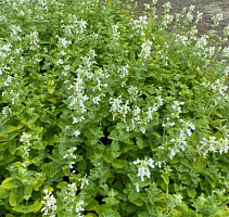 Котовник фассена 'Альба' (Nepeta faassenii 'Alba')
