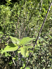 Чубушник 'Академик Комаров' (Philadelphus coronarius 'Academic Komarov')