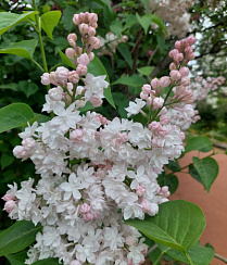 Сирень обыкновенная 'Красавица Москвы' (Syringa vulgaris 'Beauty of Moscow')