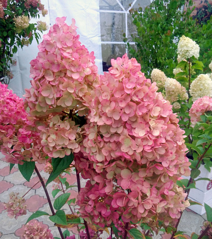 gortenziya-metelchataya-fantom-hydrangea-paniculata-rhantom-cvetovaya-gamma