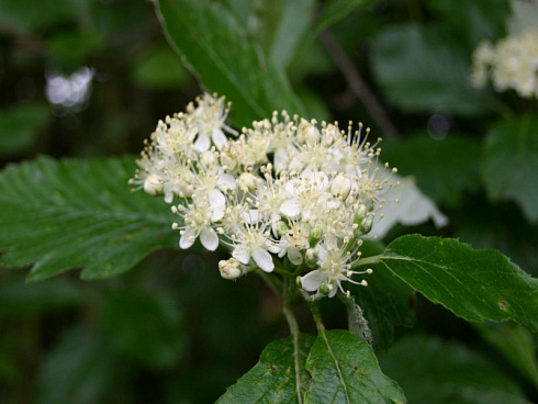 ryabina-promezhutochnaya-sorbus-intermedia-cvetok