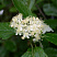 ryabina-promezhutochnaya-sorbus-intermedia-cvetok