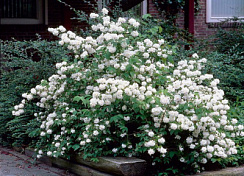 Чубушник 'Дам Бланш' (Philadelphus 'Dame Blanche')
