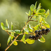 Арония черноплодная 'Хугин' (Aronia melanocarpa 'Hugin')