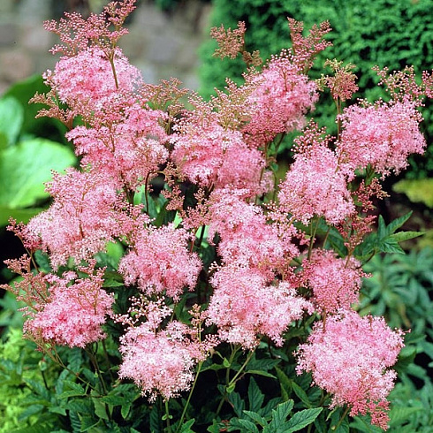 labaznik-purpurnyj-ehlegans-filipendula-purpurea-elegans-cvetet-s-konca-iyunya