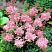 labaznik-purpurnyj-ehlegans-filipendula-purpurea-elegans-cvetet-s-konca-iyunya