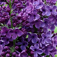 Сирень обыкновенная 'Сумерки' (Syringa vulgaris 'Сумерки')