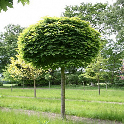 Клен остролистный 'Глобозум' (Acer platanoides 'Globosum')