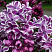 siren-obyknovennaya-sensaciya-syringa-vulgaris-sensation-cvetki-temno-sirenevye-s-beloj-kajmoj