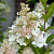Гортензия метельчатая 'Би Хеппи' (Hydrangea paniculata 'Bee Heppy')