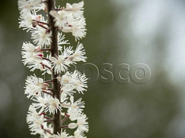 Клопогон сердцелистный 'Пинк Спайк' (Cimicifuga racemosa 'Pink Spike')