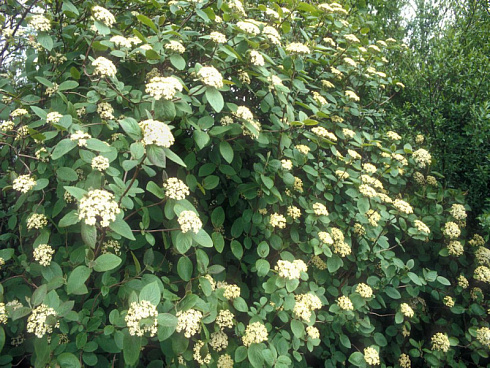 kalina-gordovina-vibrunum-lantana-kust.jpg