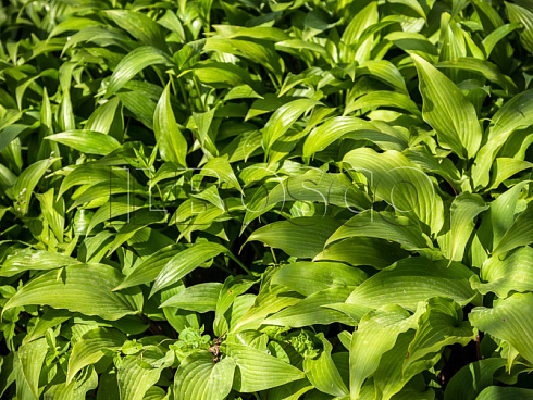hosta-lancetolistnaya-hosta-lancifolia-listya.jpg