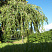 bereza-yungi-betula-youngi-krona-shtamp-2304x1728