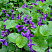 fialka-dushistaya-viola-odorata-listya.jpg