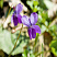fialka-dushistaya-viola-odorata-cvetok.jpg