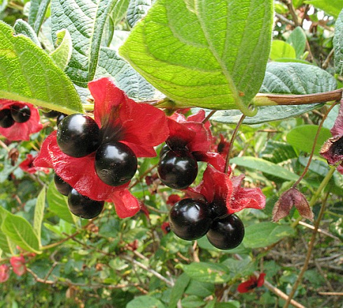 Жимолость покрывальная (Lonicera involucrata)2
