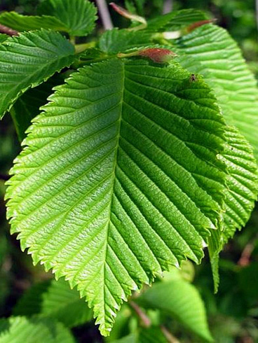vyaz-shershavyj-ulmus-glabra-list
