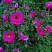 astra-kustarnikovaya-dzhenni-aster-dumosus-jenny-rastenie.jpg