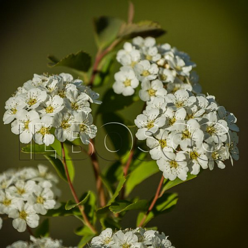 spireya-vangutta-spiraea-vanhouttei-cvety.jpg