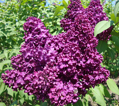 Сирень обыкновенная 'Индия" (Syringa vulgaris 'India")
