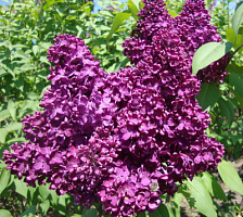 Сирень обыкновенная 'Индия" (Syringa vulgaris 'India")