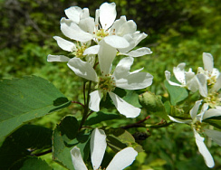 Ирга ольхолистная 'Красноярская' (Amelanchier alnifolia 'Красноярская')
